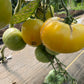 Lillian's Yellow Heirloom, Tomato