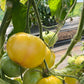 Lillian's Yellow Heirloom, Tomato