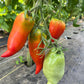 Long Tom, Tomato