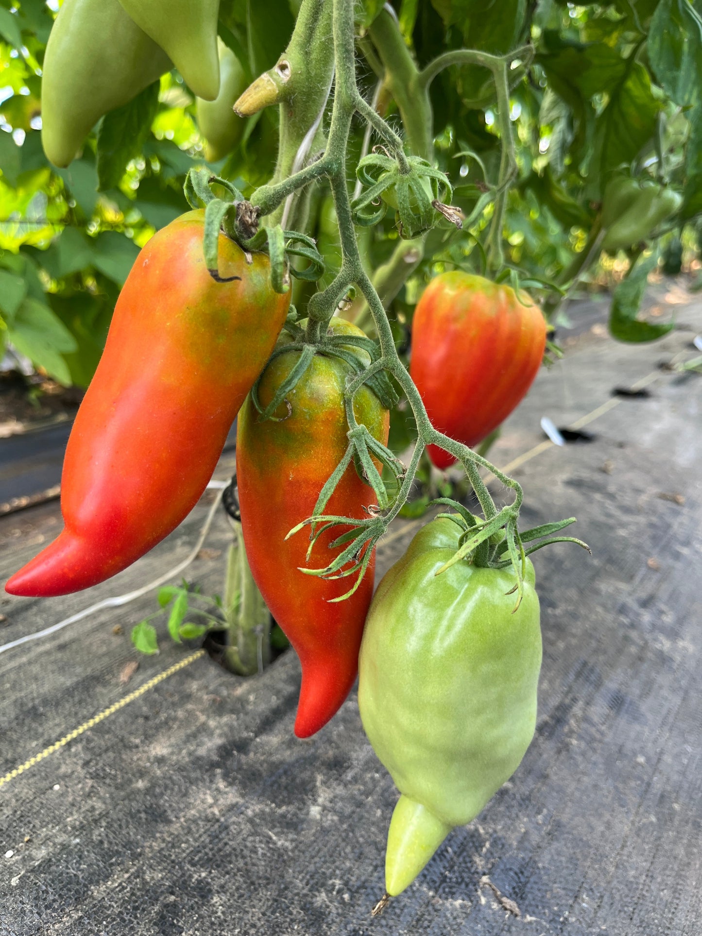 Long Tom, Tomato