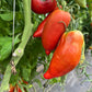 Long Tom, Tomato
