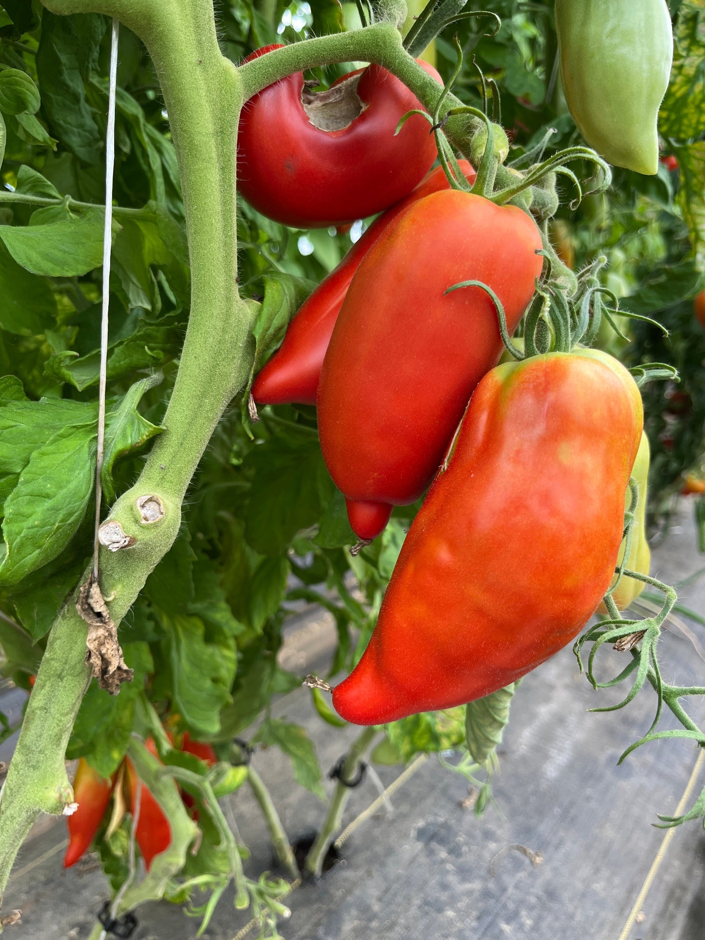 Long Tom, Tomato