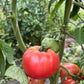 Lynn of Jones County, Tomato