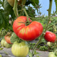 Lynn of Jones County, Tomato