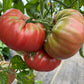 Lynn of Jones County, Tomato