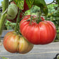 Lynn of Jones County, Tomato