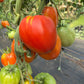 The Heirloom Kitchen Garden Bundle