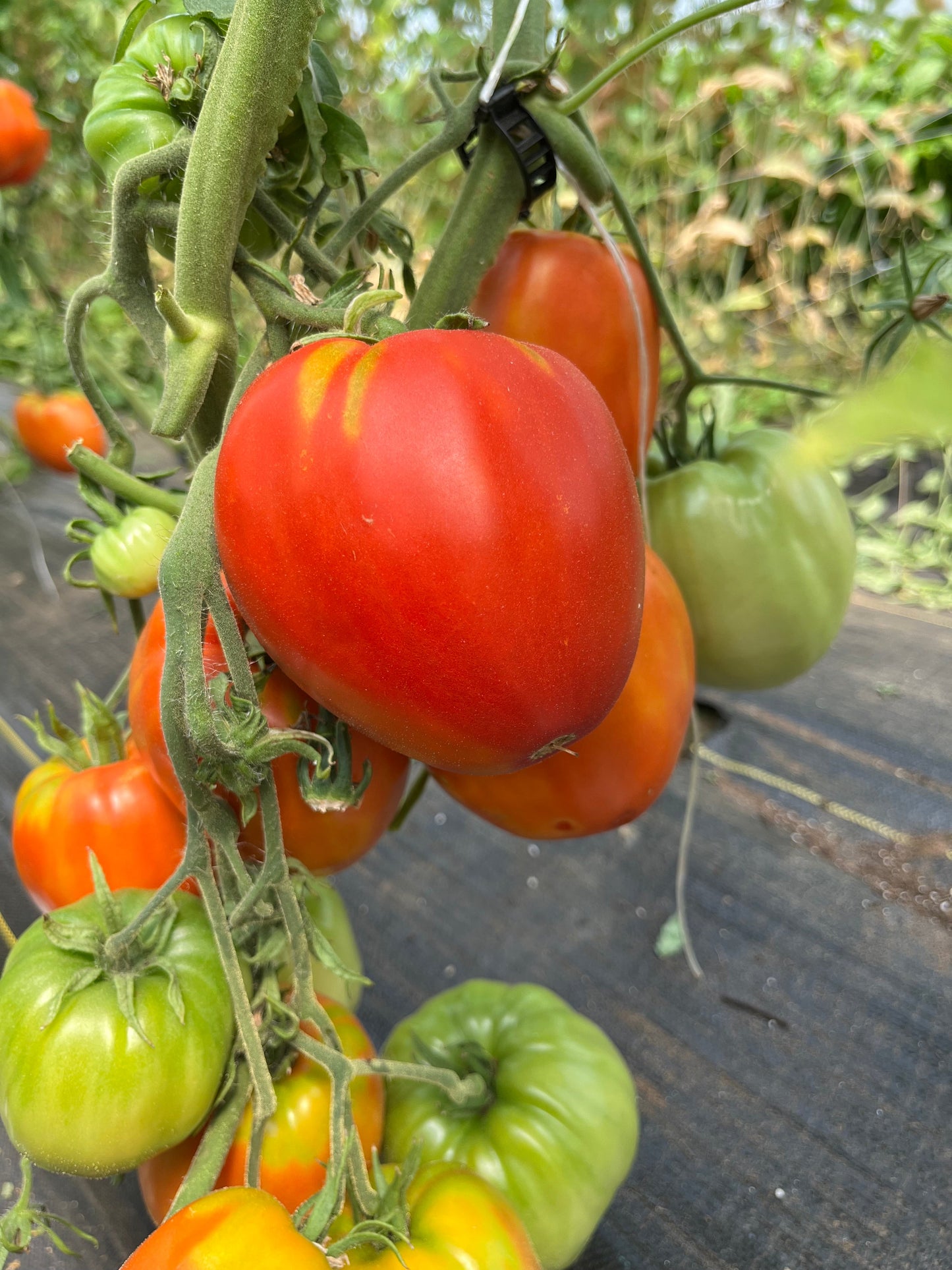 The Heirloom Kitchen Garden Bundle