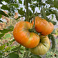Orange Minsk, Tomato