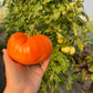 Orange Minsk, Tomato