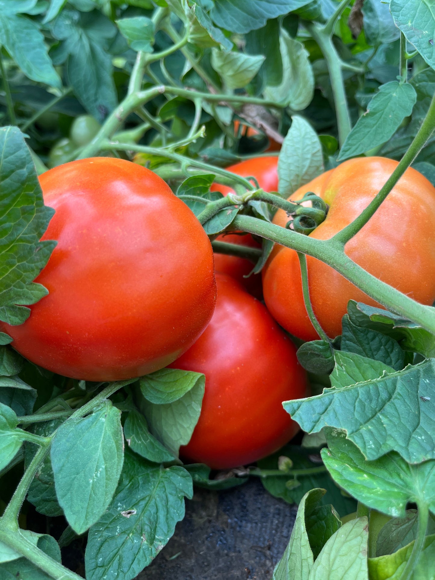 Red Rocket, Tomato