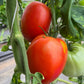 Ruth Collier Large Paste, Tomato