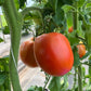 Ruth Collier Large Paste, Tomato