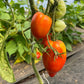 Santa Maria, Tomato