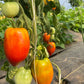 Santa Maria, Tomato
