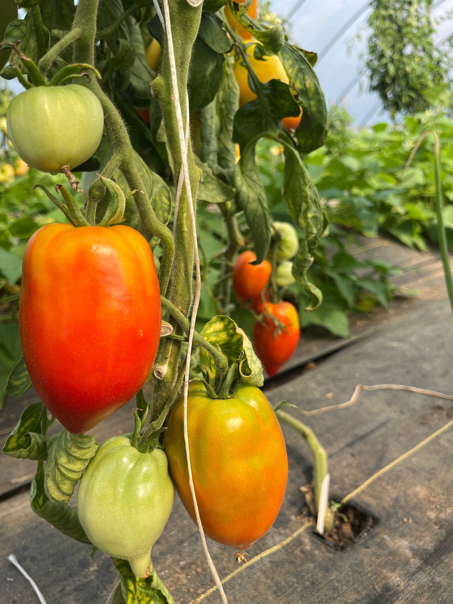 Santa Maria, Tomato