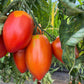Santa Maria, Tomato