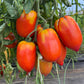 Santa Maria, Tomato