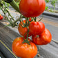 Sasha's Altai, Tomato