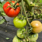 Sasha's Altai, Tomato