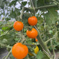 Sungold Select, Tomato