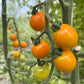 Sungold Select, Tomato