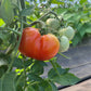 Fireworks, Tomato