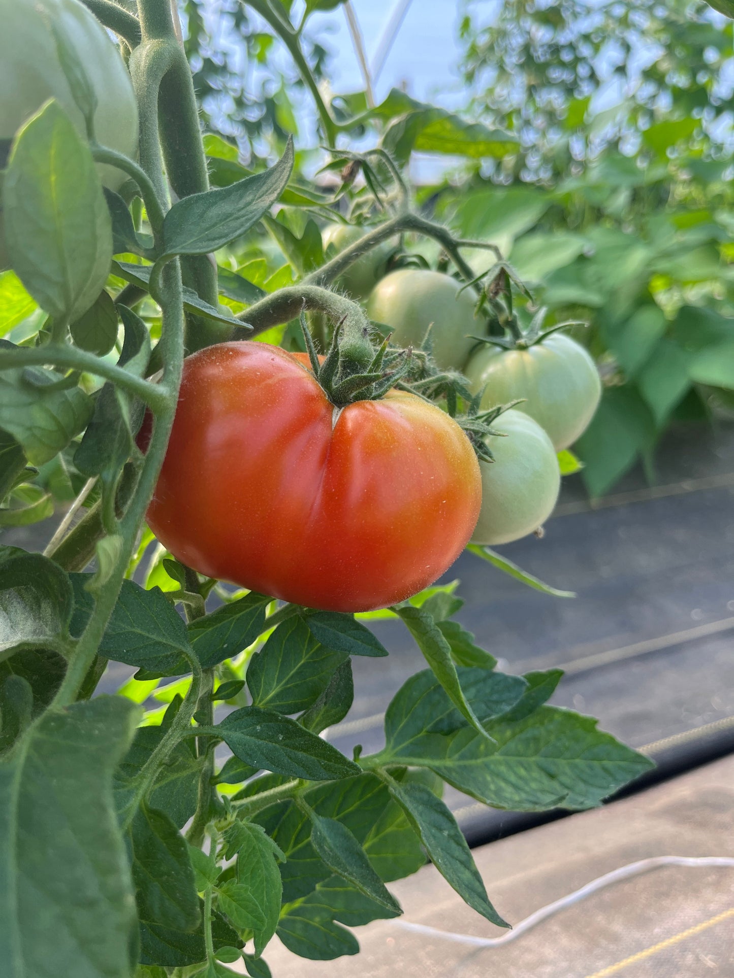 Fireworks, Tomato