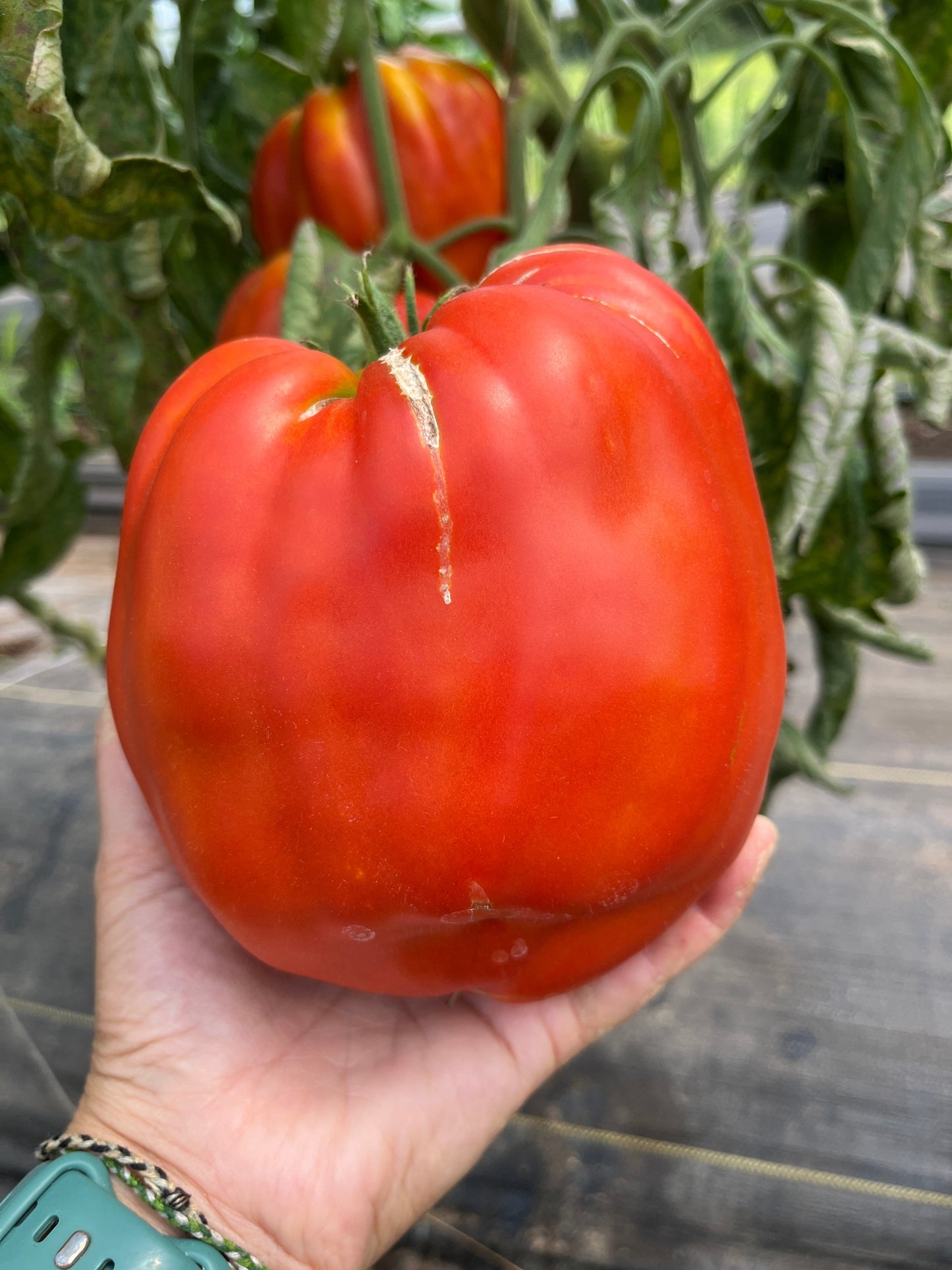 Goat's Bag, Tomato