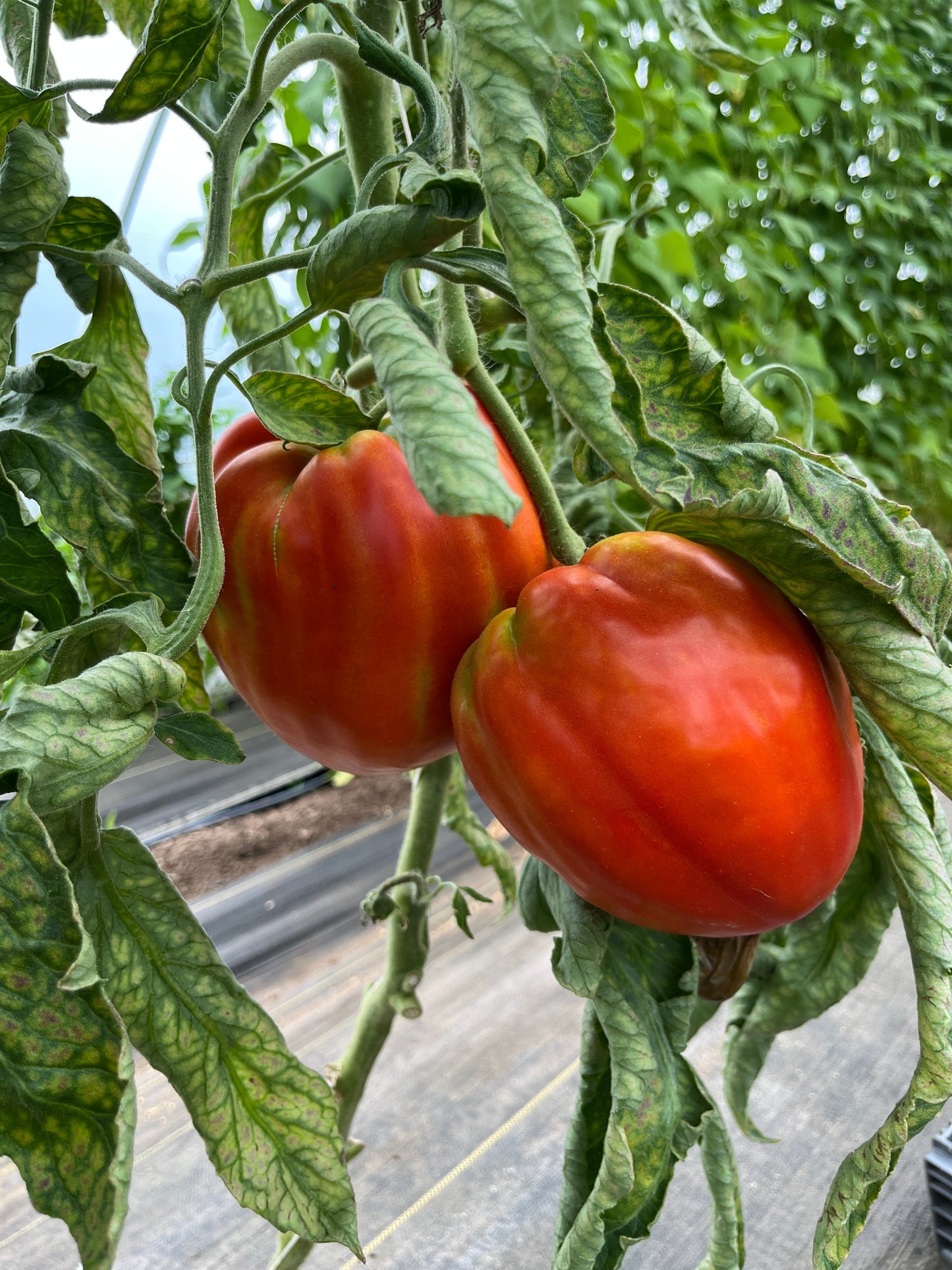 Goat's Bag, Tomato
