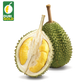Premium Malaysian Musang King Durian (D197) - Whole Fruit 5-6lbs
