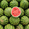 Crimson Sweet Watermelon Fruit Seeds