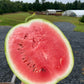 Bozeman, Watermelon