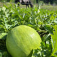 Bozeman, Watermelon