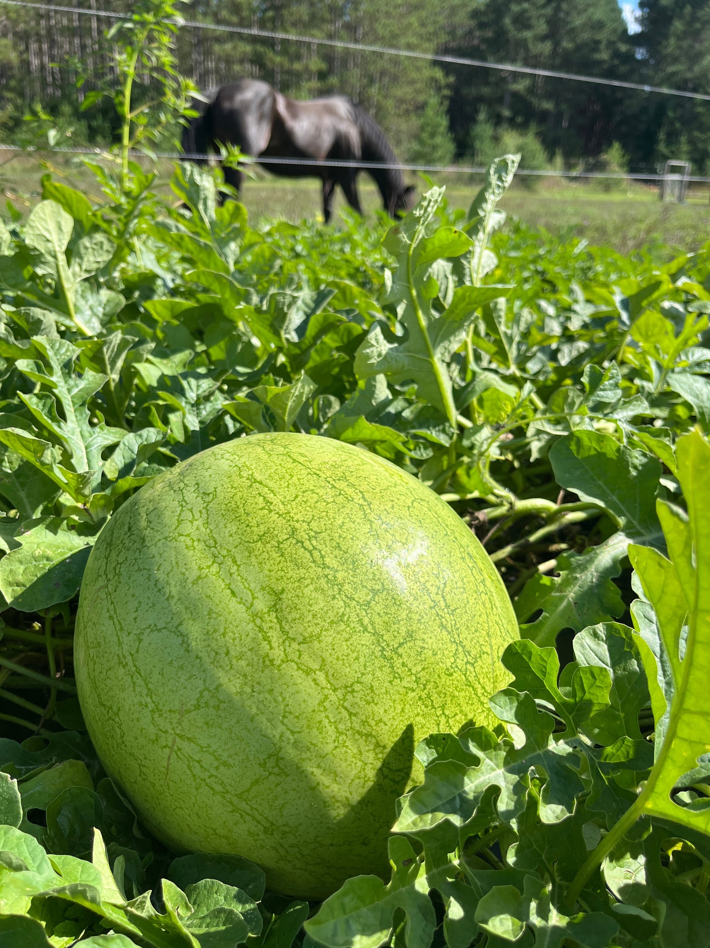 Bozeman, Watermelon