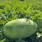 Bozeman, Watermelon
