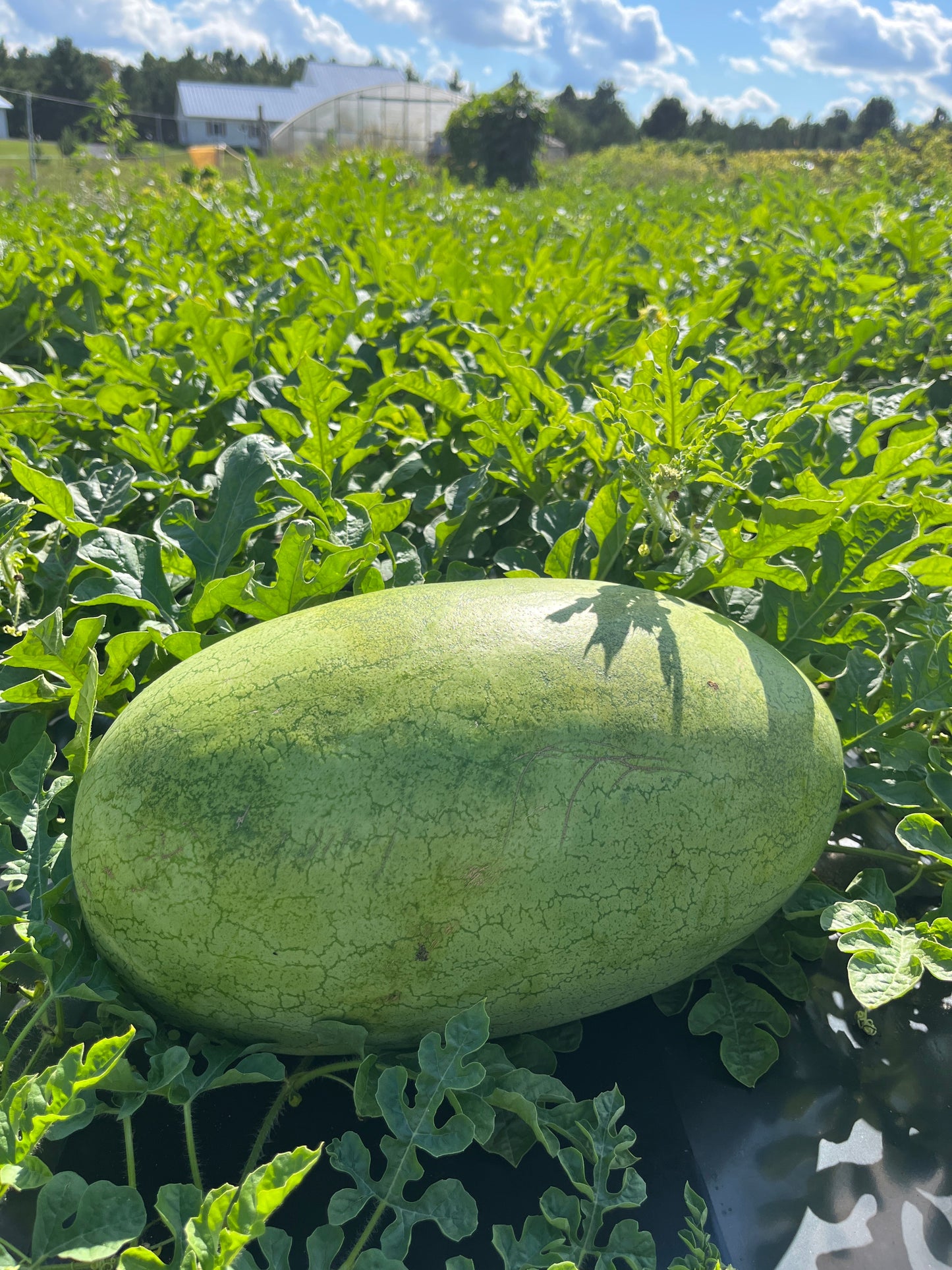 Bozeman, Watermelon
