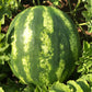 Leelanau Sweetglo, Watermelon