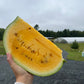 Leelanau Sweetglo, Watermelon