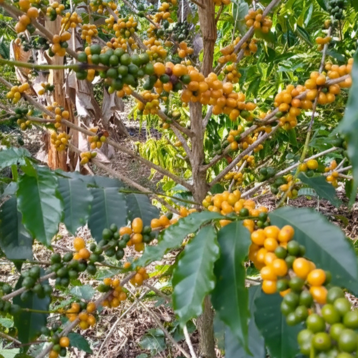 Yellow Bourbon - Natural