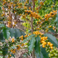 Yellow Bourbon - Washed Espresso