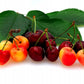 Bellindora Vinegar 900101 Balsamic Cherry - Pack Of 3