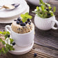 Blueberry Mug Cake