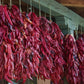 Ristras 24 inches: PRE-ORDER NOW!