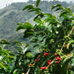 Rwanda Kinini