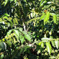Organic Washed Bolivian Gesha - Medium Roast - Whole Bean