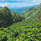 Congo Kivu