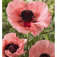 Oriental Poppy Salmon Variety Flowers-Paper Art-14''X20''