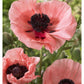 Oriental Poppy Salmon Variety Flowers-Paper Art-34''X50''