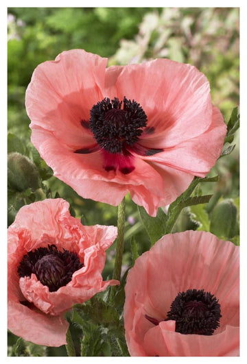 Oriental Poppy Salmon Variety Flowers-Paper Art-34''X50''